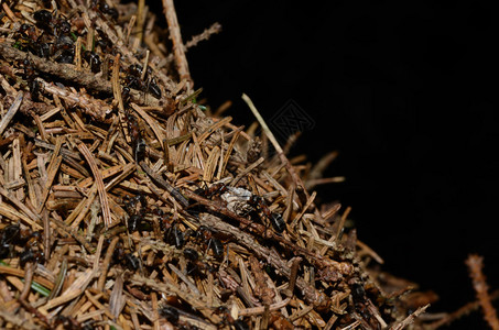 许多小蚂蚁在黑背景的森林中图片