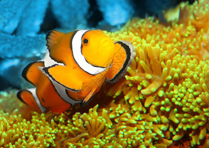 热带珊瑚礁鱼类鳕鱼Amphiprionocel图片