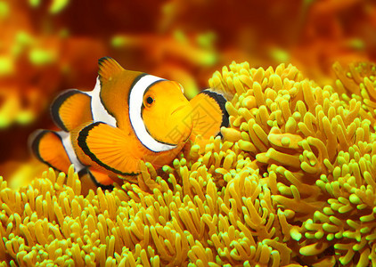 热带珊瑚礁鱼类鳕鱼Amphiprionocel图片