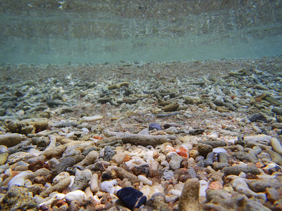 细沙珊瑚在水下图片