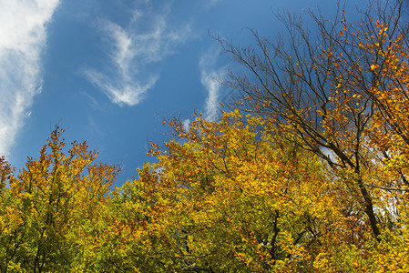 秋天多云的天空五颜六色的树叶图片