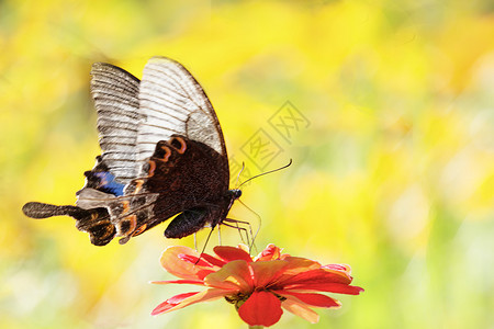蝴蝶飞在宇宙花丛中背景图片