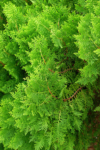 松树叶或东方Arborvitae图片