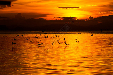 在湖和燕子的日落图片