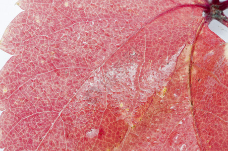 带水滴的红叶下雨了背景图片
