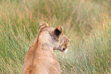 非洲草原非洲狮子Panther图片