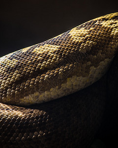 蟒蛇细节图片