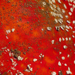 作为背景的红色蘑菇毒菌图片