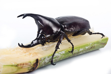 斯卡巴伊达家族的犀牛甲虫背景图片