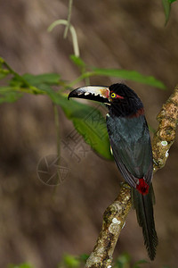 AracariTuucan在伯利兹雨林的一图片