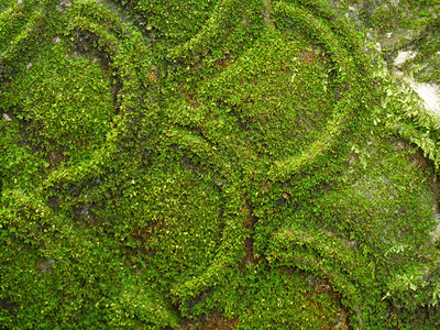 石雕上的苔藓图片