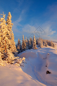 冬季风景和夜晚的太阳在雪覆盖的山林上极佳的光辉图片