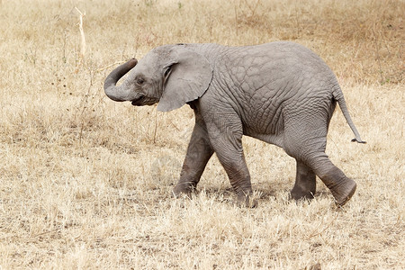 非洲热带草原的非洲青年大象非图片