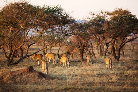 狮子的自豪感在坦桑尼亚塞伦盖蒂Serengeti早期行走图片