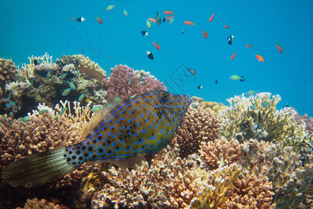 海水下潜时在多彩珊瑚图片