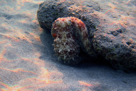 海中礁石上的红章鱼图片