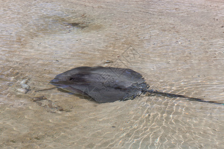 在伯利兹AmbergrisCaye的圣佩德罗AmbergrisCay图片