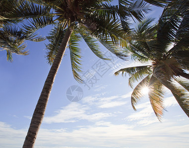 椰子树和晴天图片