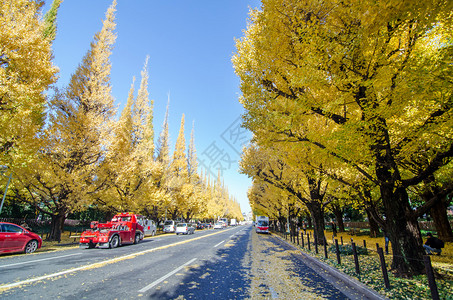 日本东京明果树大道通往美治纪念画廊的美背景图片