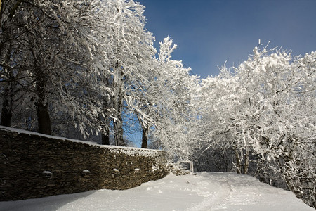 月下雪的冬季景观图片