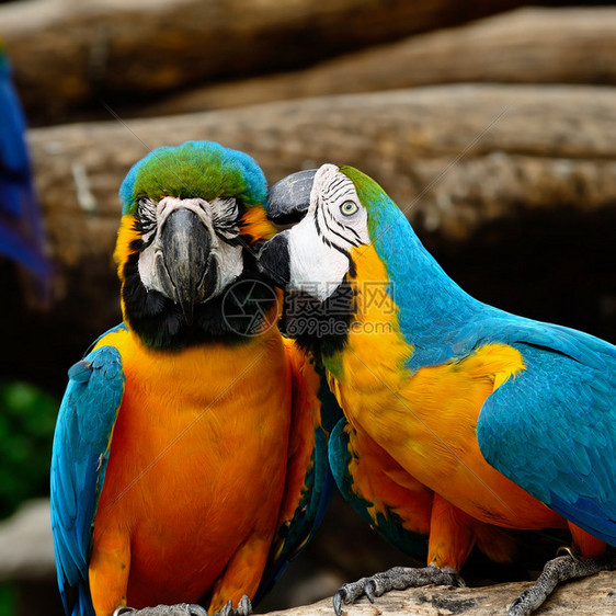 蓝色和金色Macaw图片