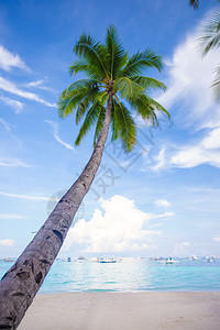 在沙滩上的椰子棕榈图片
