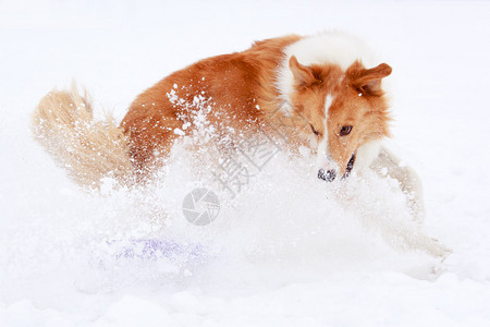 狗冬季活动图片