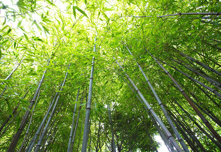 京都岚山旅游区美丽的竹林图片