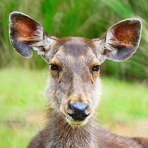 丛林环境中的DeerMuntiacusfea图片