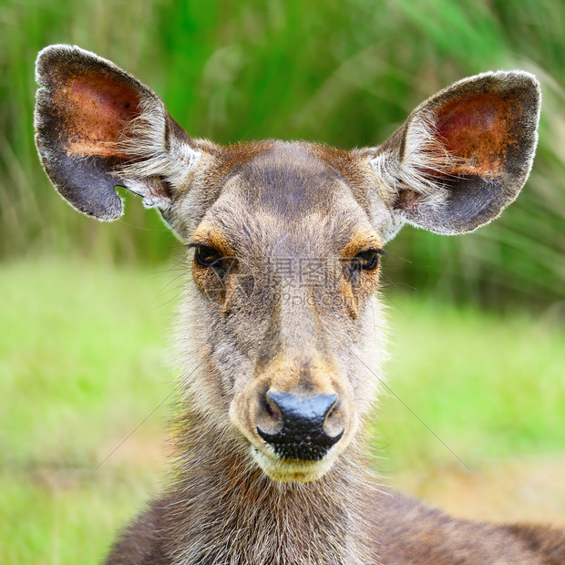 丛林环境中的DeerMuntiacusfea图片