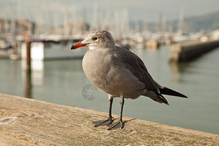 旧金山渔人码头的海鸥图片