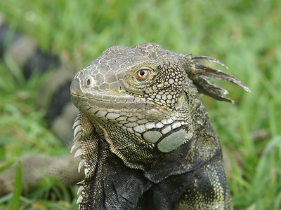 GreenIguana阿鲁巴典型动物图片