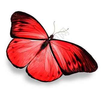 红蝴蝶孤立在白色图片