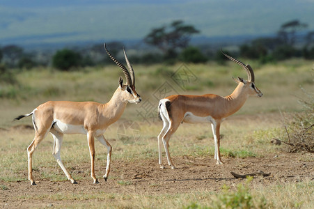 肯尼亚非洲热带草原上的图片