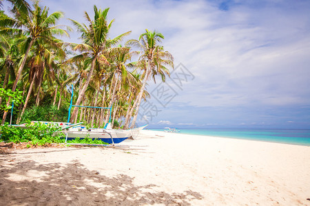 荒岛白色沙滩上的椰子树图片