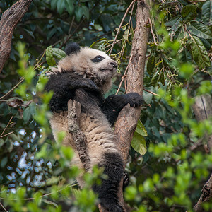巨型熊猫在树的图片