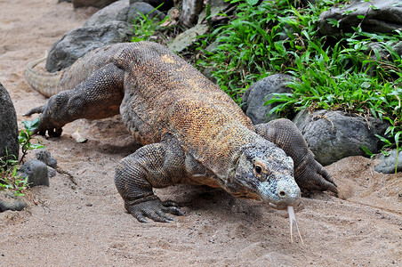 科莫多龙世界上最大的蜥蜴背景图片