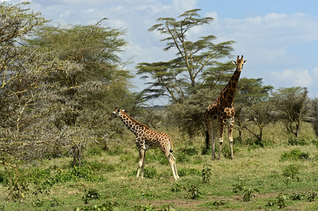 在克鲁格公园的GiraffeGiraffacomloplar图片