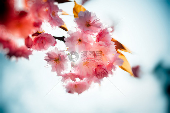 风景花卉背景与樱花枝的组合图片