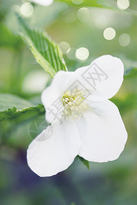 花园里的白花和果树灌木图片