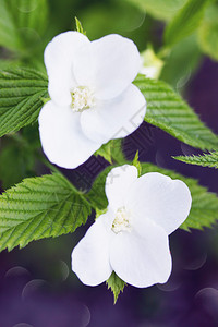 花园里的白花和果树图片