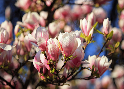 春天美丽的粉红色玉兰花图片