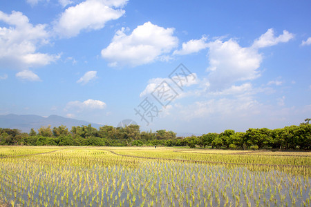 稻田的黄稻收获季节图片