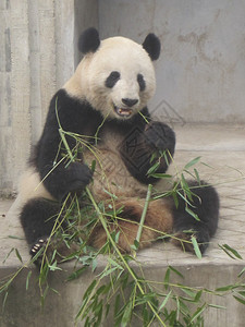 成都研究基地的大熊猫图片