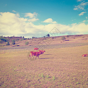 法国阿尔卑山草地上的牛放牧Insta图片