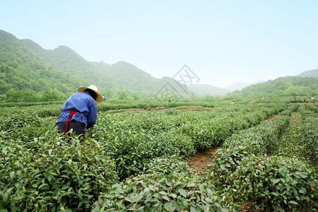 农民在茶园采茶图片