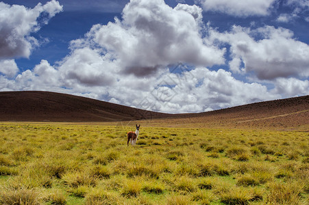 阿尔提普拉诺的阿尔帕亚斯玻利维亚高清图片