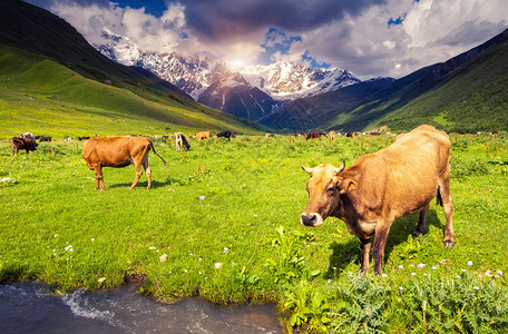 牛群在Shkhara山脚下高山草原上放牧图片