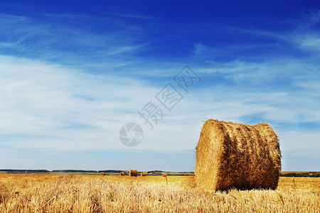 在小麦田美丽的乡村风景中图片