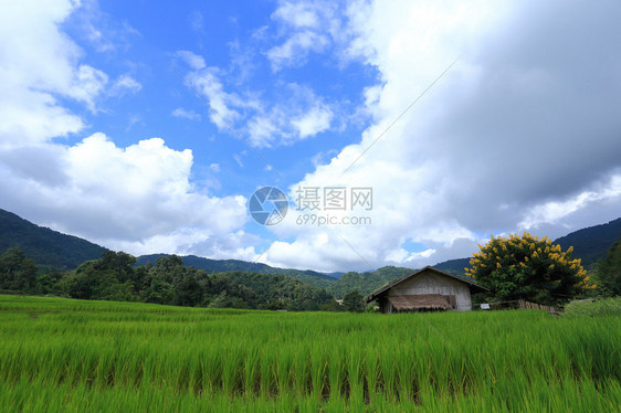 农业梯田绿色稻田耕作季节图片